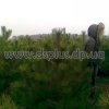 сосна крымская